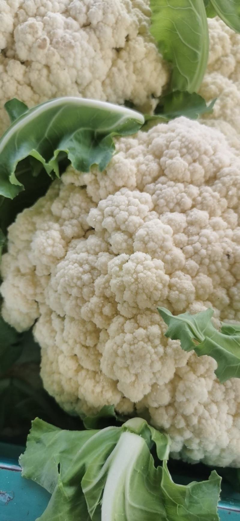 山东花菜优质菜花产地直供货源充足保质保量欢迎实地考察