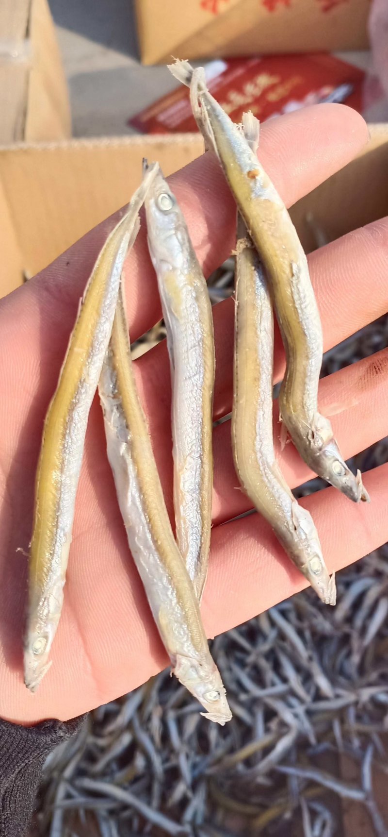 精品优质香嫩银针鱼新