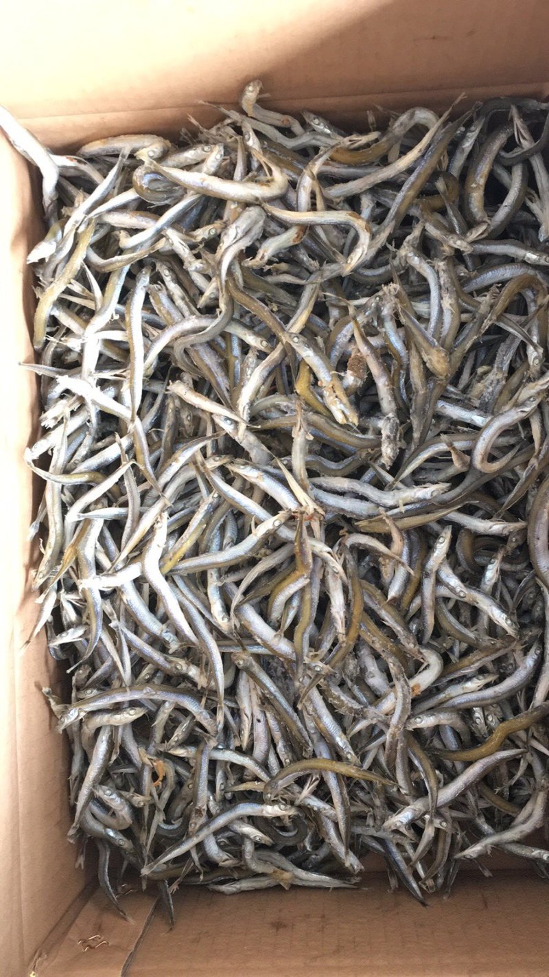精品优质香嫩银针鱼新