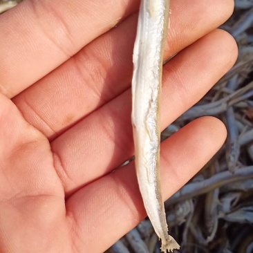 精品优质香嫩银针鱼新