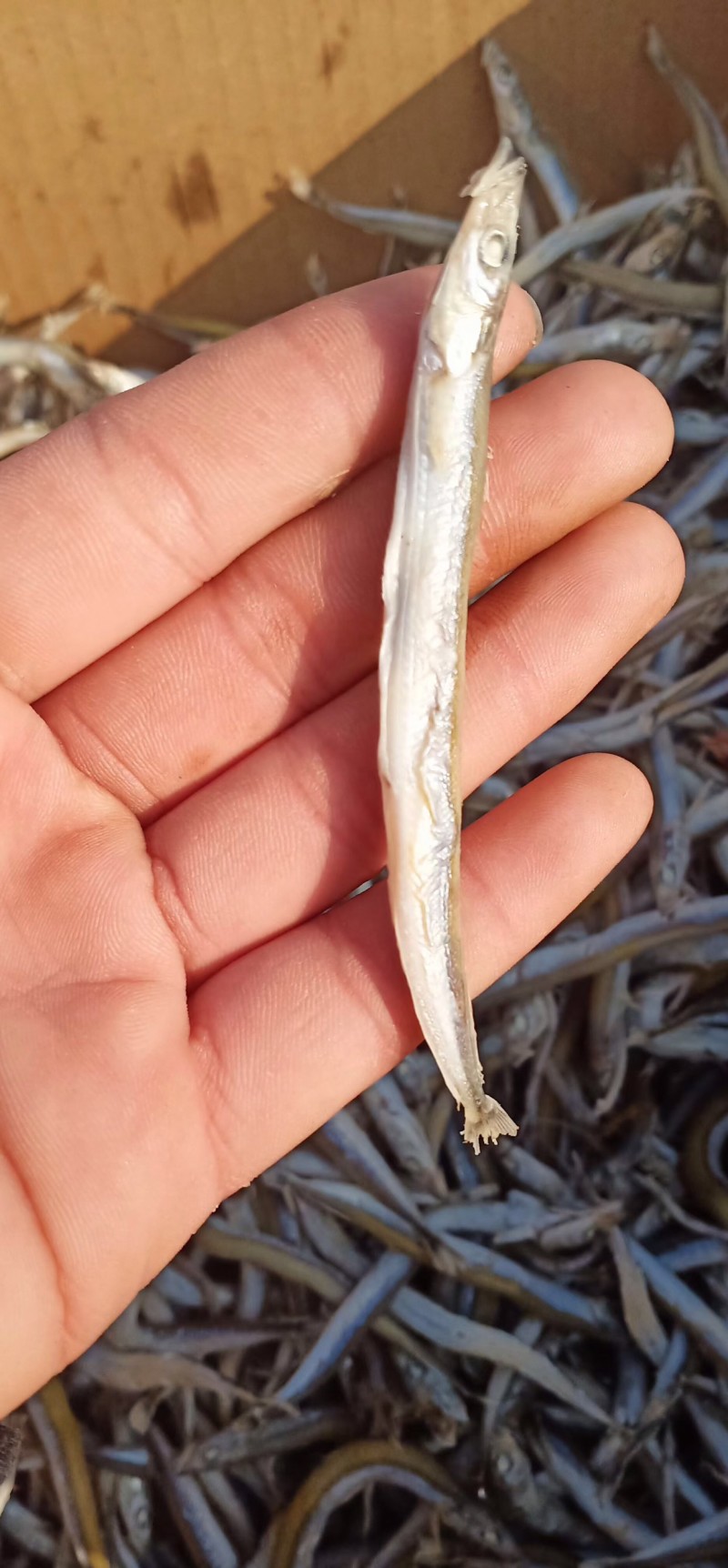 精品优质香嫩银针鱼新