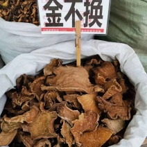 金不换根金不换山石龟地不容山乌龟地乌