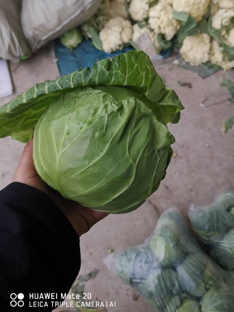 江苏软甘蓝圆包菜保证质量欢迎新老客户咨询有惊喜