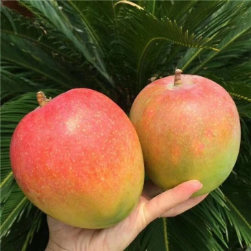 广西芒果苗澳芒树苗芒果树苗芒果苗高产澳芒