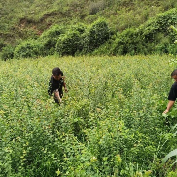 大量出售优质青梅苗一块钱一颗，量大从优！欢迎订购咨询