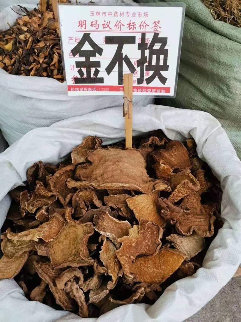 金不换根金不换山石龟地不容山乌龟地乌