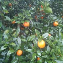 三十万斤优质夏橙正在上市中