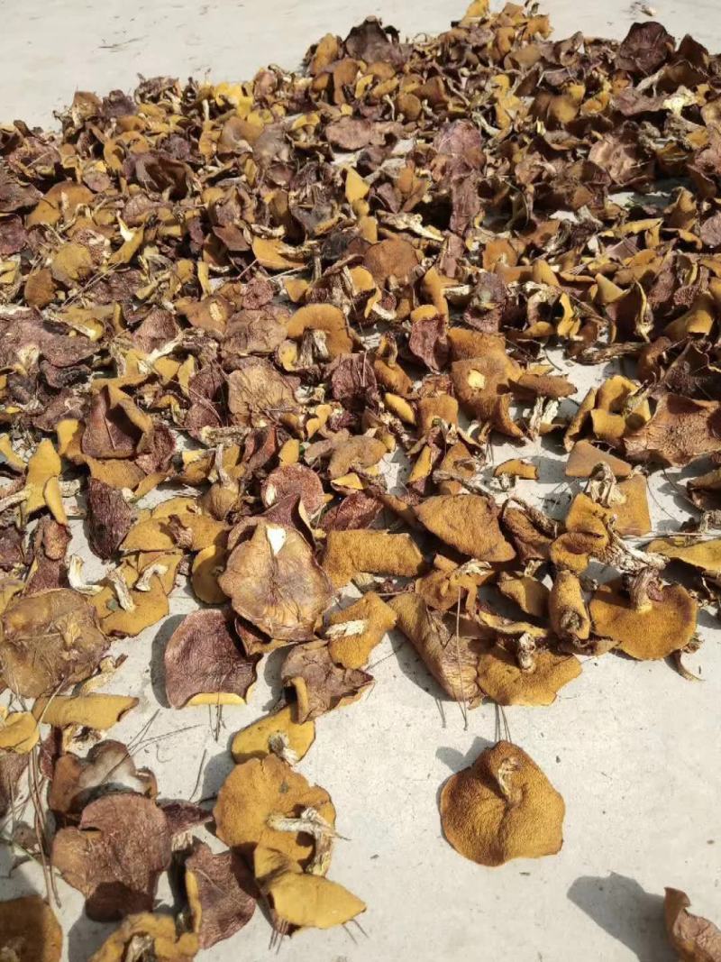 松蘑烤干，质量杠杠的，大，中，小块，都有，要啥规格的都有