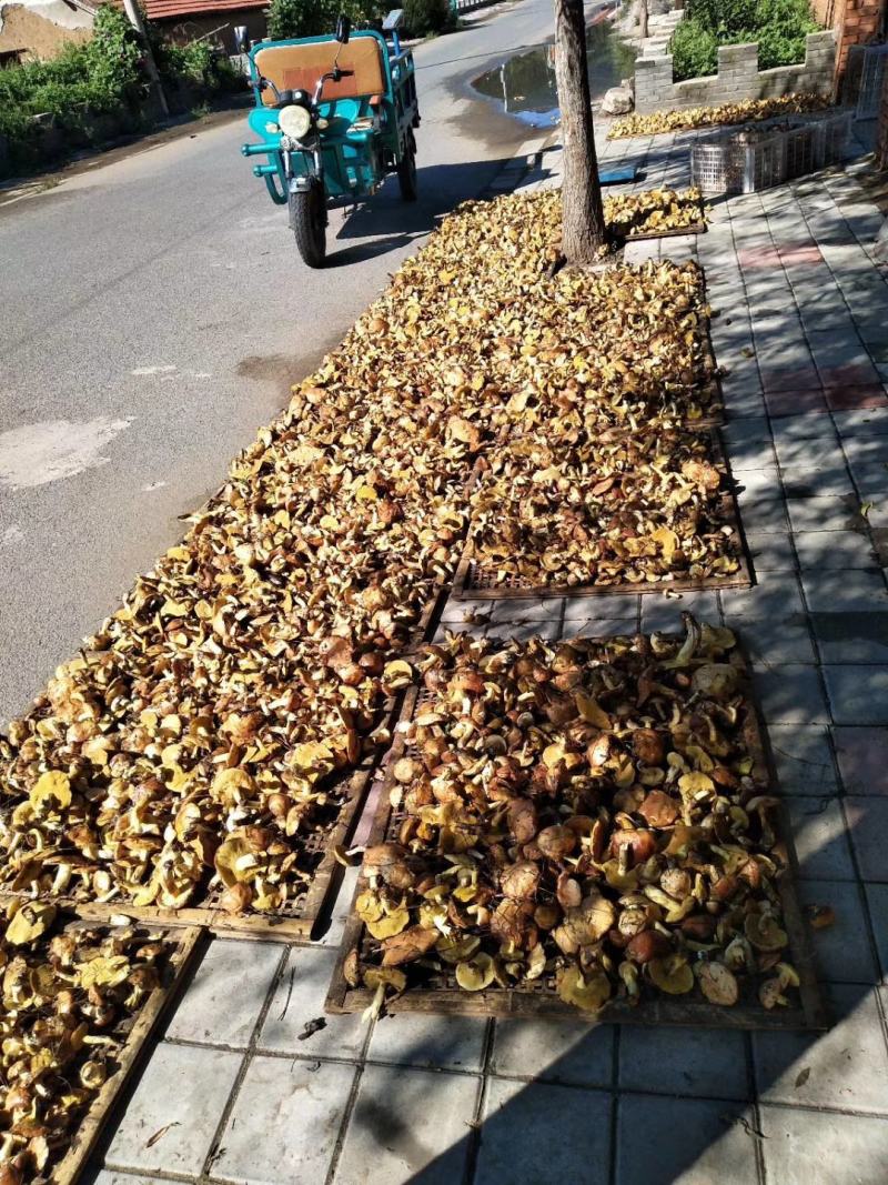 松蘑烤干，质量杠杠的，大，中，小块，都有，要啥规格的都有