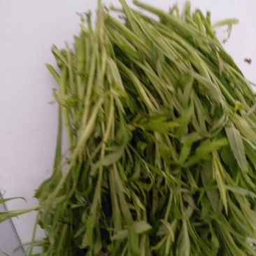 农家自种芦蒿藜蒿芦蒿泥蒿蓠蒿黎蒿带叶子自种藜蒿泥蒿现