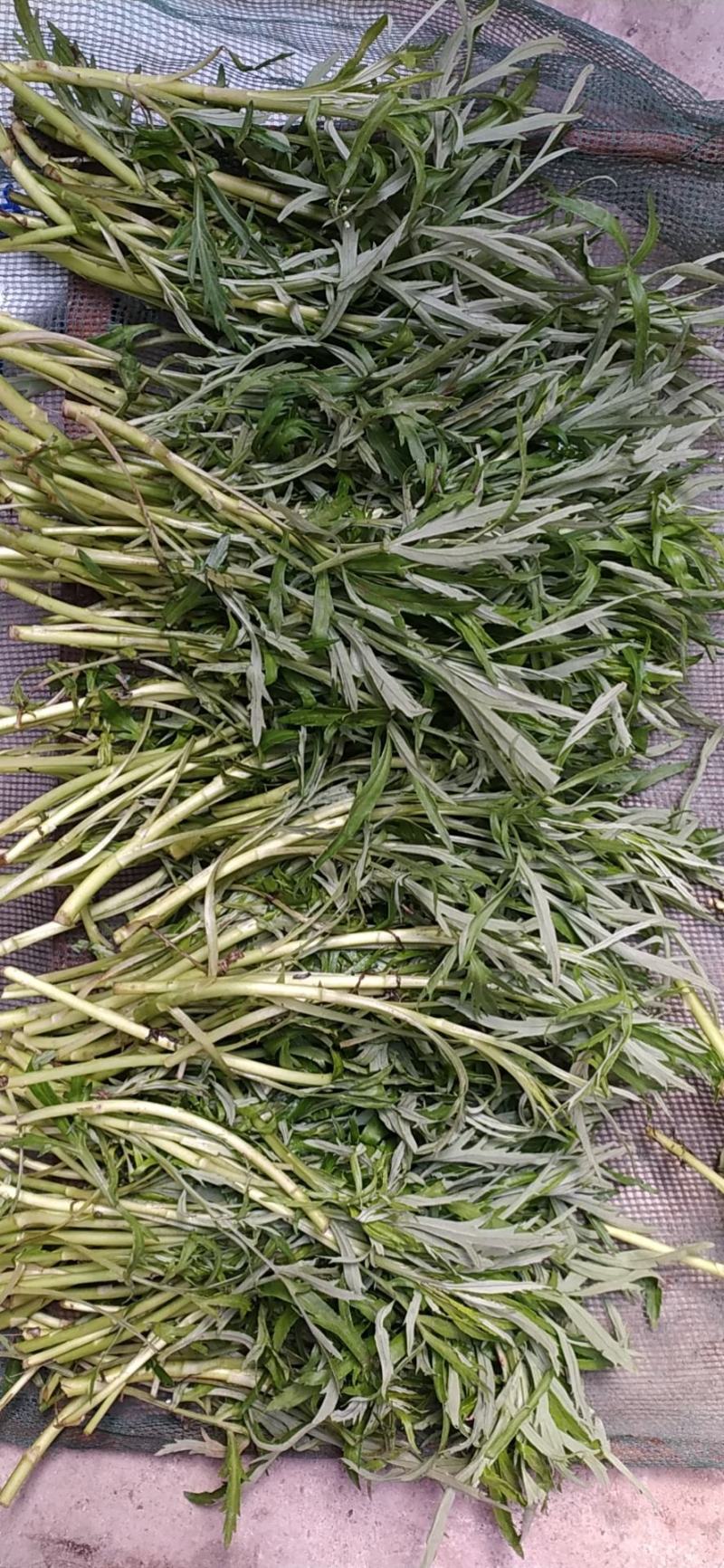 农家自种芦蒿藜蒿芦蒿泥蒿蓠蒿黎蒿带叶子自种藜蒿泥蒿现