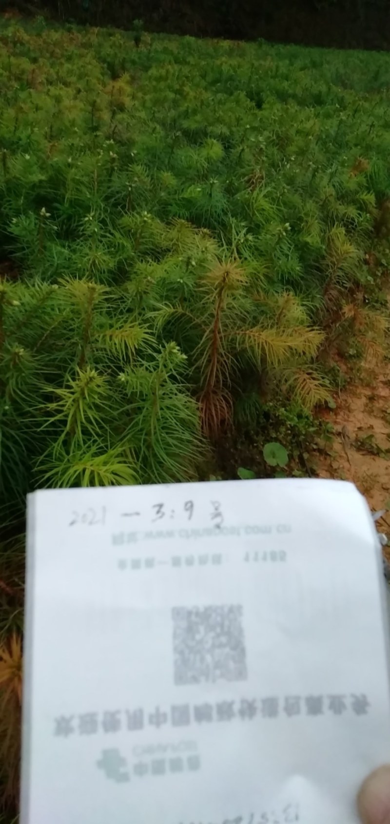 杉木苗《刺杉》可供五十万高16到30公分高批发价0.1元
