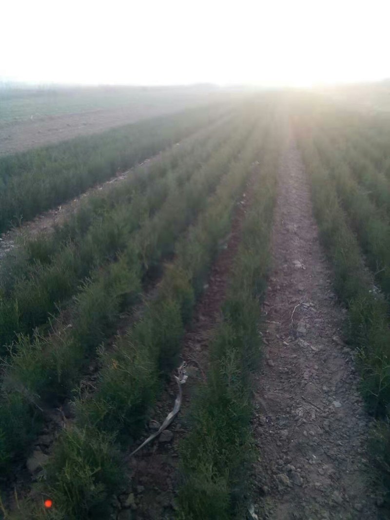出售自已的侧柏小苗25-30公分