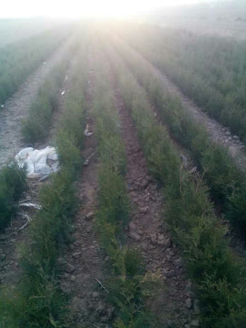 出售自已的侧柏小苗25-30公分