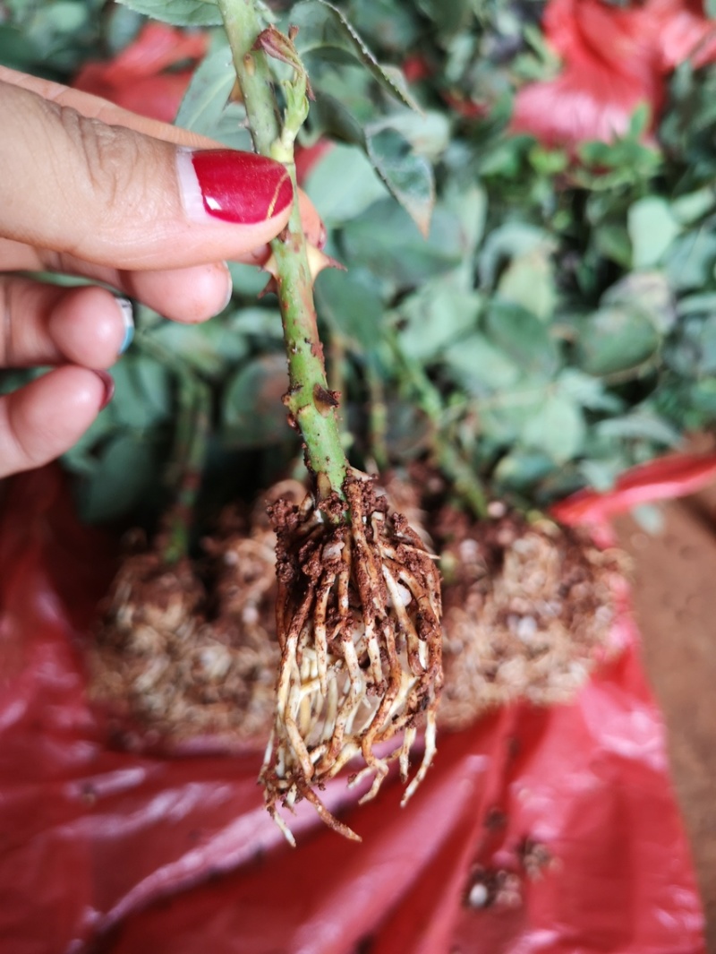 食用玫瑰滇红，香味浓。瑰花苗大花浓香四季开花