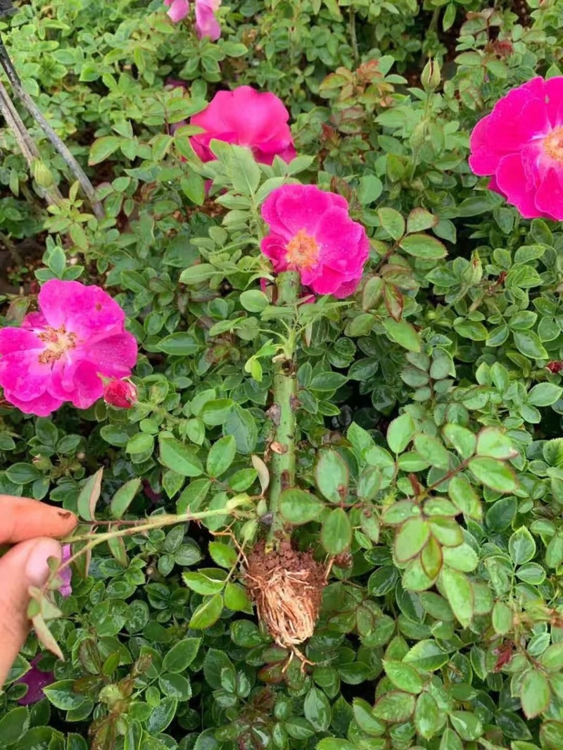 食用玫瑰滇红，香味浓。瑰花苗大花浓香四季开花
