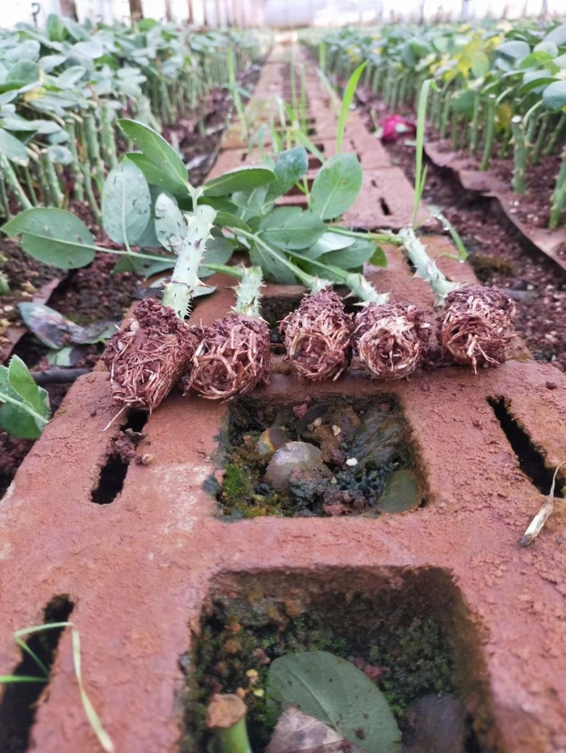 食用玫瑰滇红，香味浓。瑰花苗大花浓香四季开花