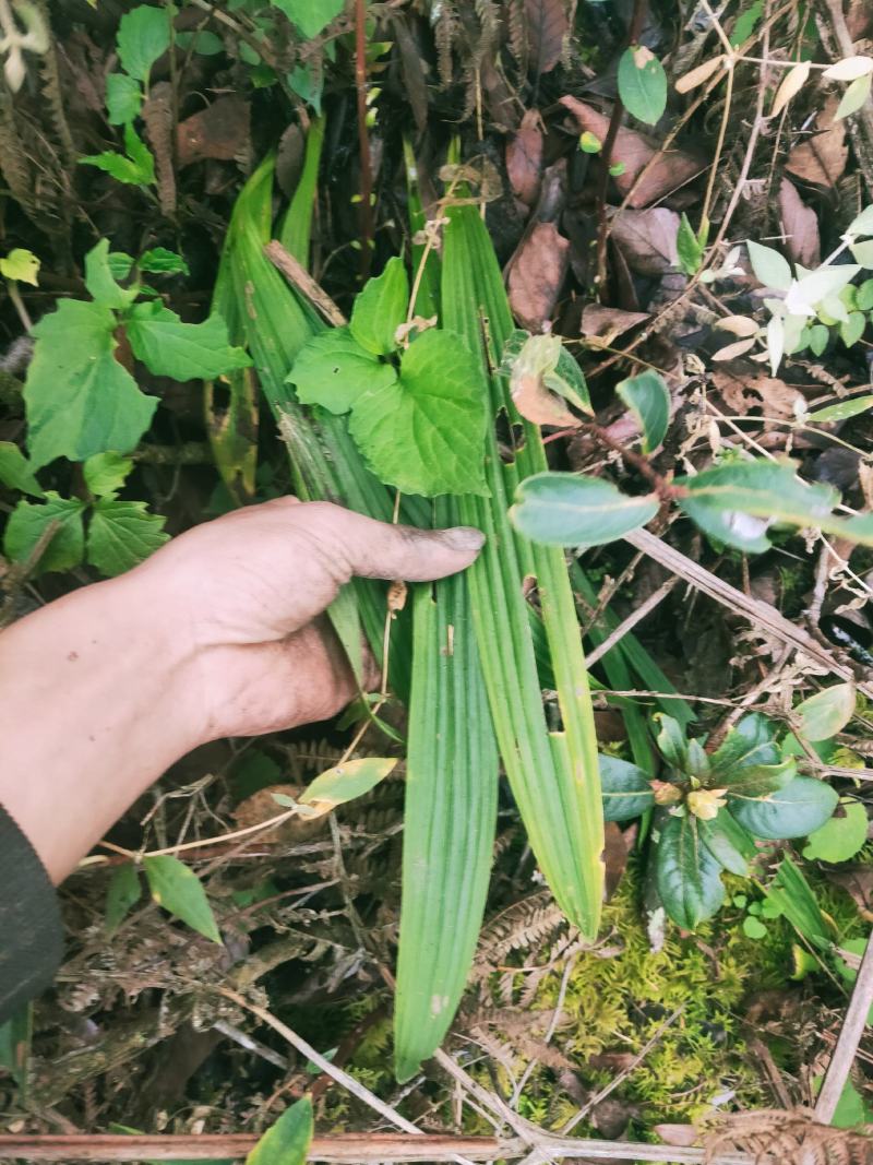 云南野生名贵中草药冰球子