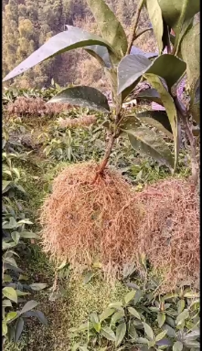 优质改良苗布福娜一年苗，品种好果肉汁多，果体大