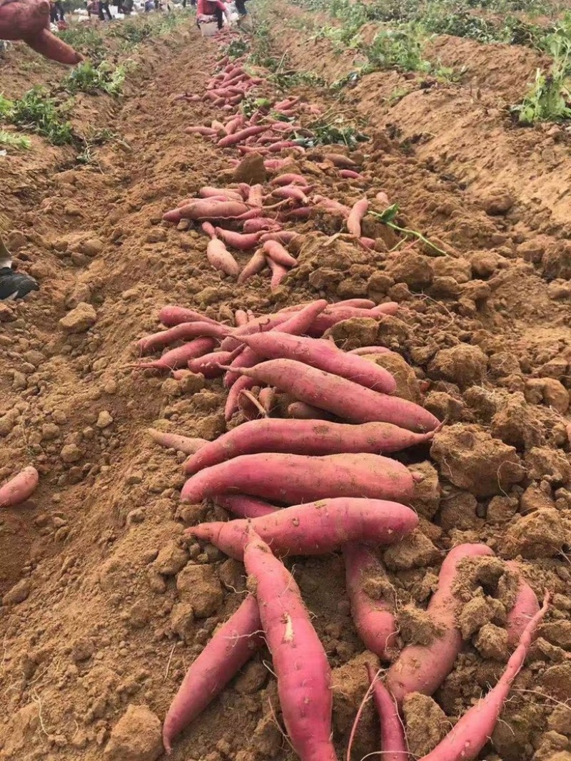 西瓜红支持各种规格各种包装.对接商超.产地直发
