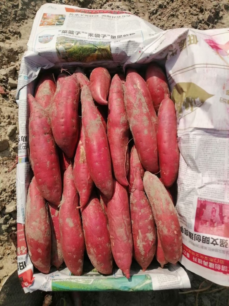 西瓜红支持各种规格各种包装.对接商超.产地直发