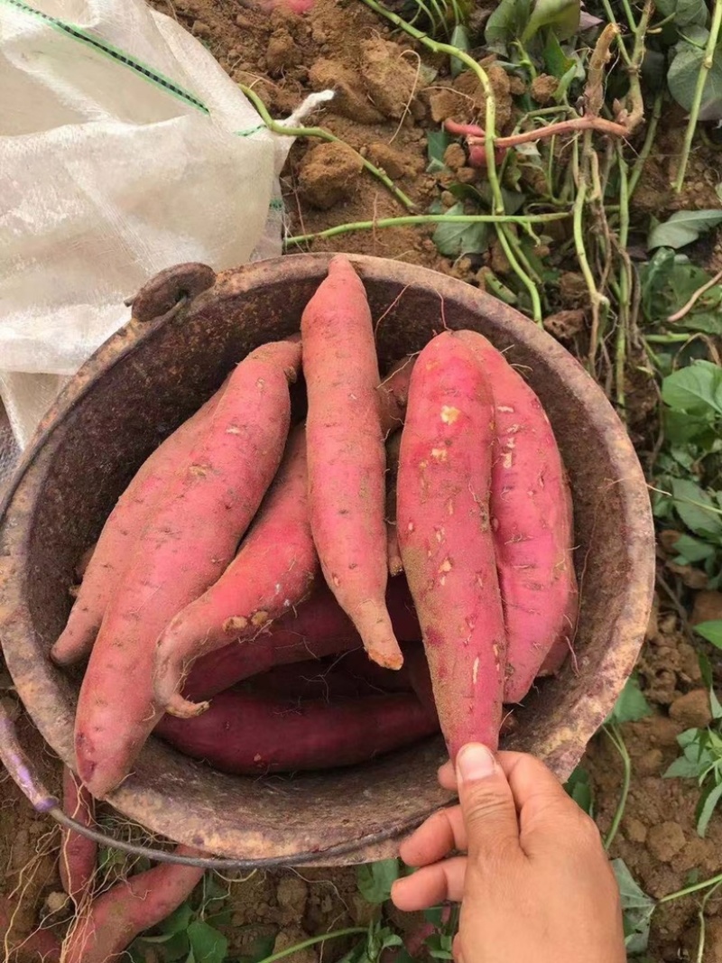 西瓜红支持各种规格各种包装.对接商超.产地直发