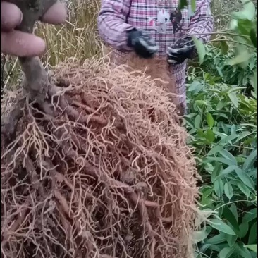 三年布福娜优质品种苗壮苗根多，早熟早挂果