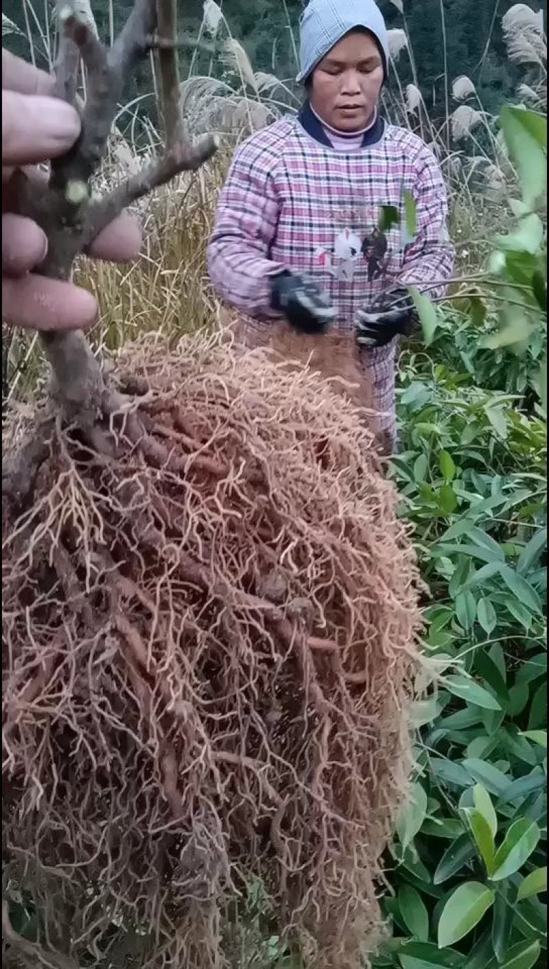三年布福娜优质品种苗壮苗根多，早熟早挂果