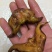 {优选}菱角精品自家生产一件代发可视频看货品质至上