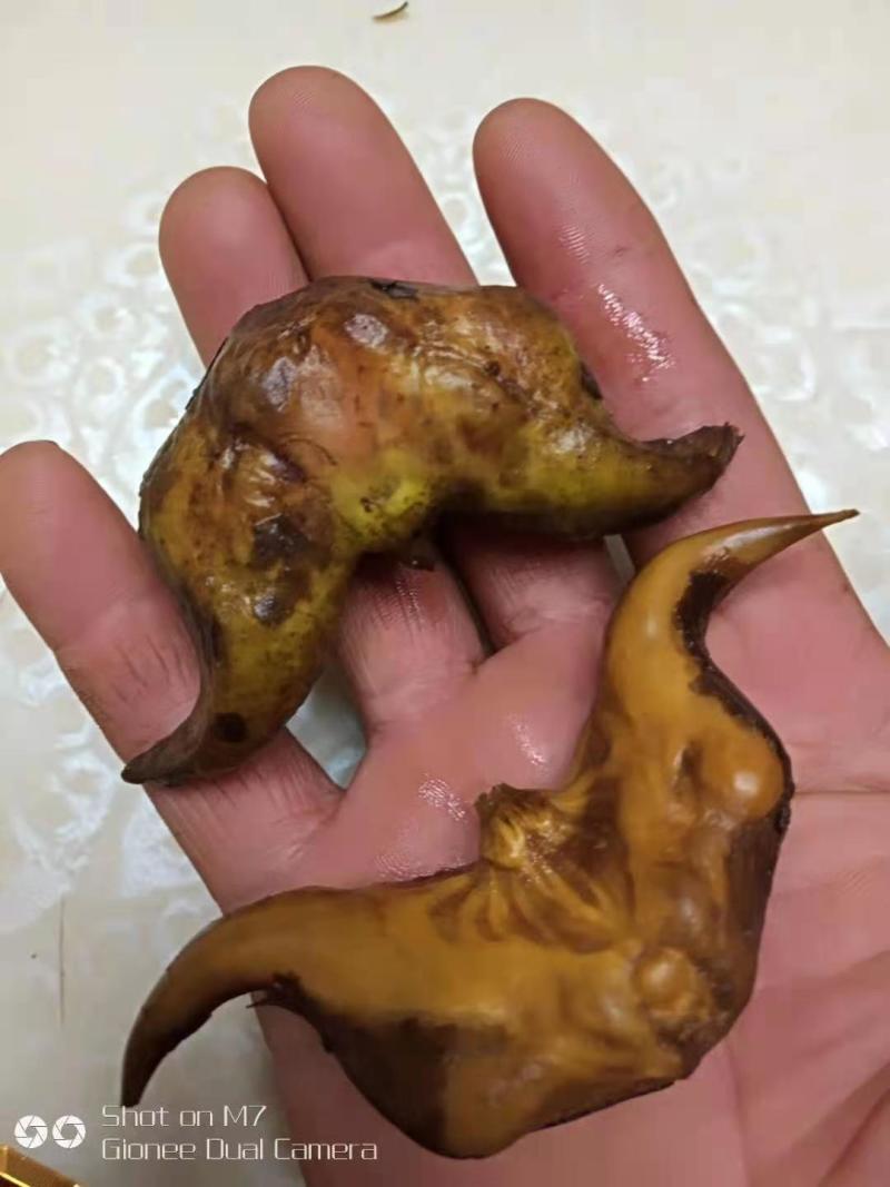 {优选}菱角精品自家生产一件代发可视频看货品质至上