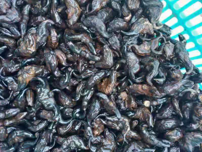 {优选}菱角精品自家生产一件代发可视频看货品质至上