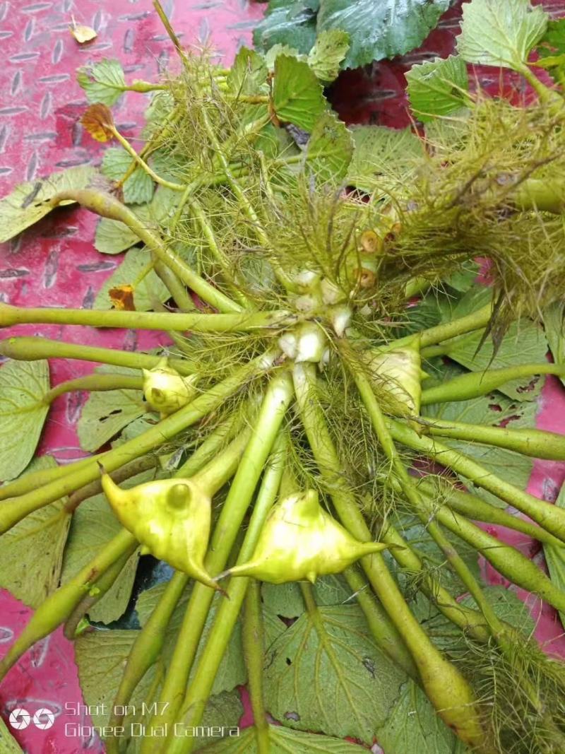 {优选}菱角精品自家生产一件代发可视频看货品质至上