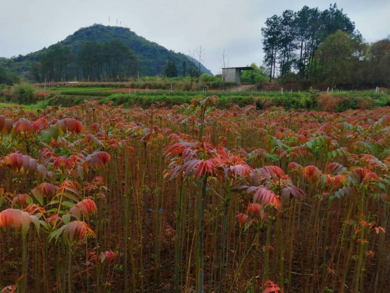 正宗四季香椿种子，反季节栽培，供应当年纯种子，过风车，