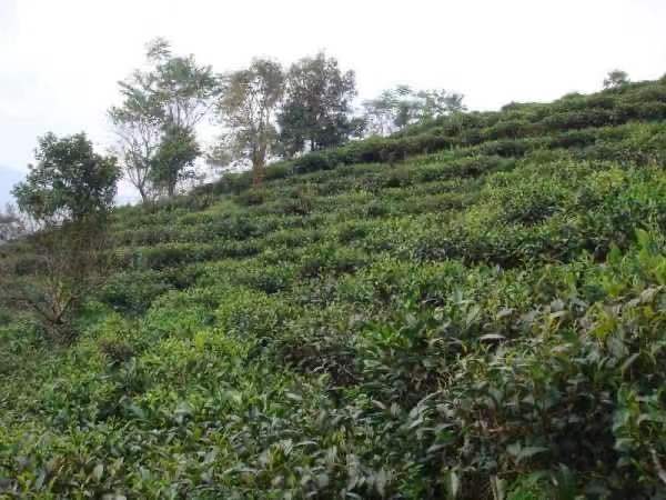 茶园土壤剖面图