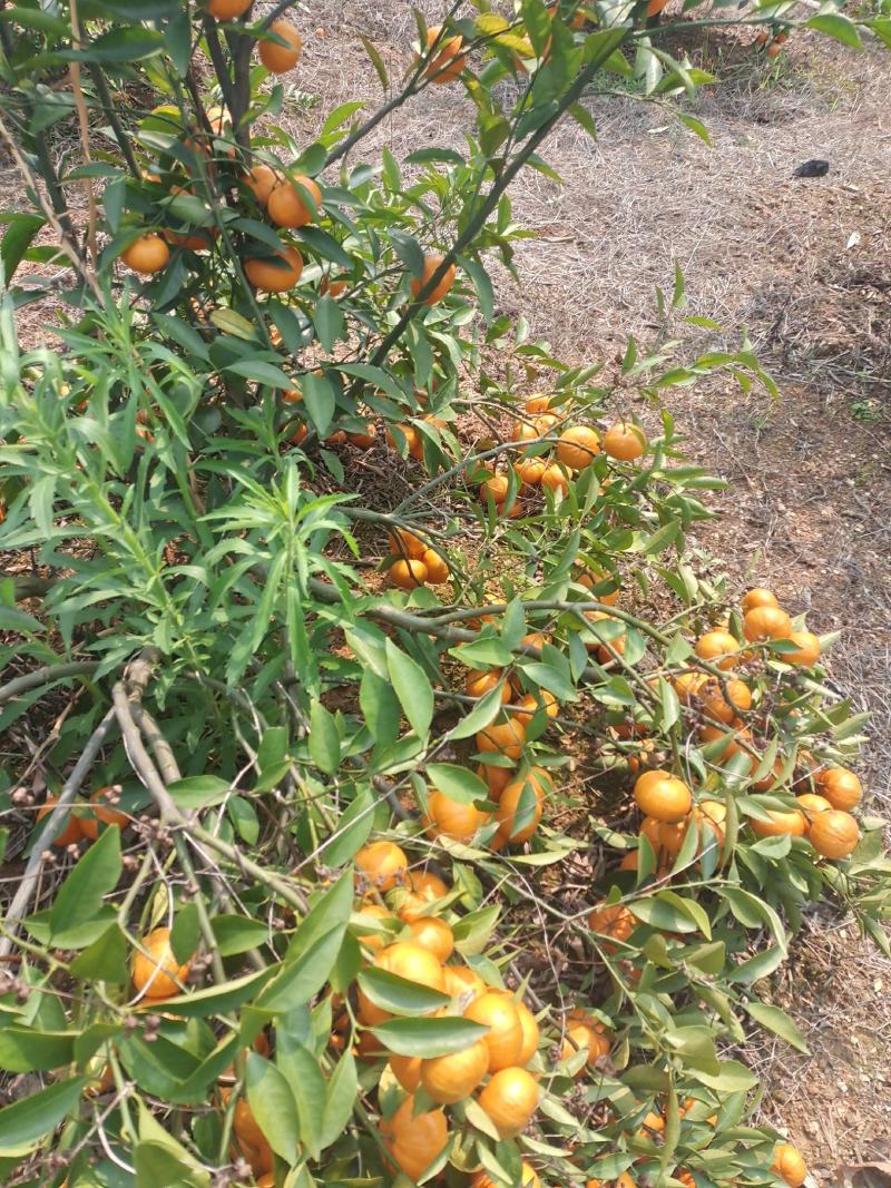 大量南瓜橘上市有希要的老板电话联系