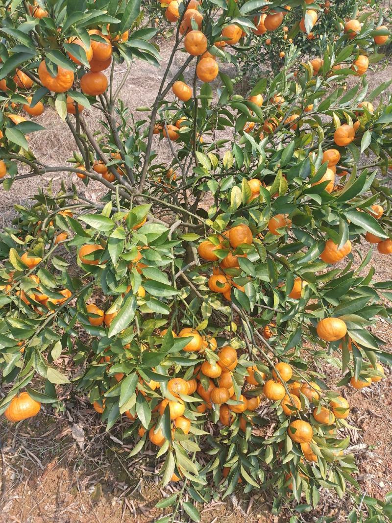 大量南瓜橘上市有希要的老板电话联系