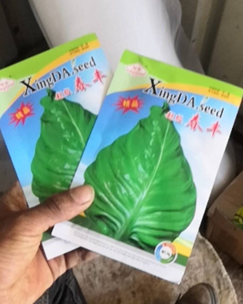 牛心甘蓝苗，抗病性强，根系好，苗蒲肥壮，耐肥性好