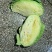 精品包菜湖北甘蓝奥奇娜扁包菜平包菜基地直供质量保证