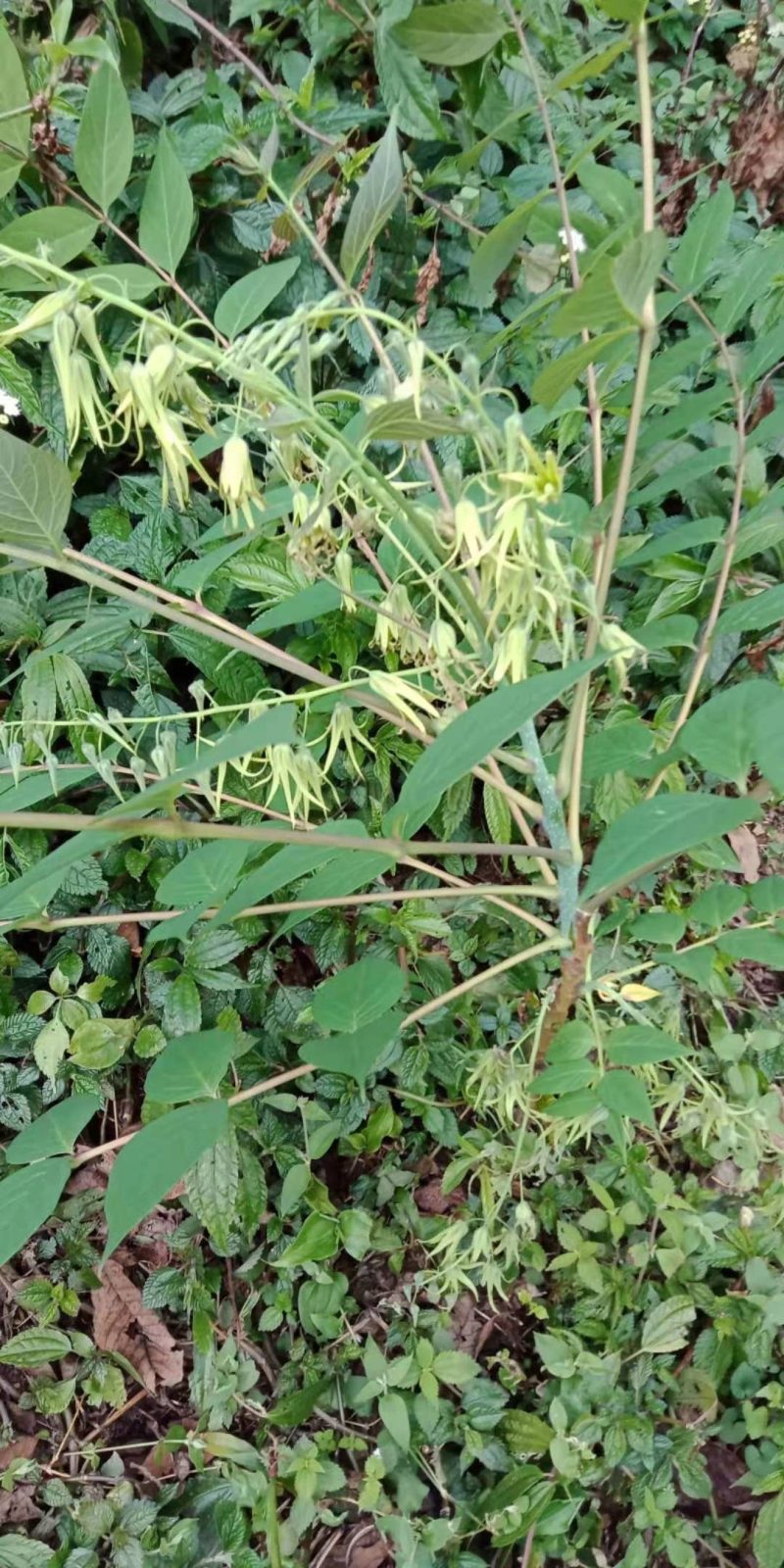 猫屎瓜苗，蓝蕉果苗，新型果树奇特水果猫屎瓜苗，蓝蕉果苗。