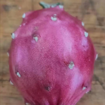 红龙红皮燕窝火龙果苗红心火龙果苗盆栽南方种植果树苗