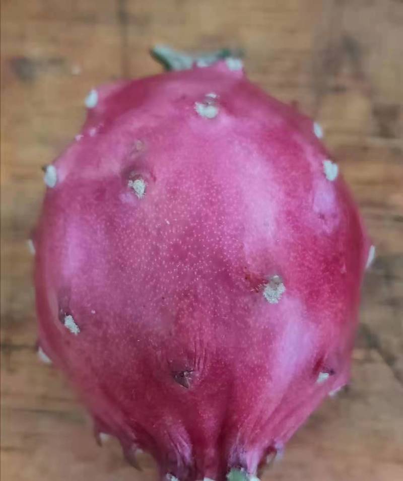 红龙红皮燕窝火龙果苗红心火龙果苗盆栽南方种植果树苗