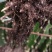 红龙红皮燕窝火龙果苗红心火龙果苗盆栽南方种植果树苗