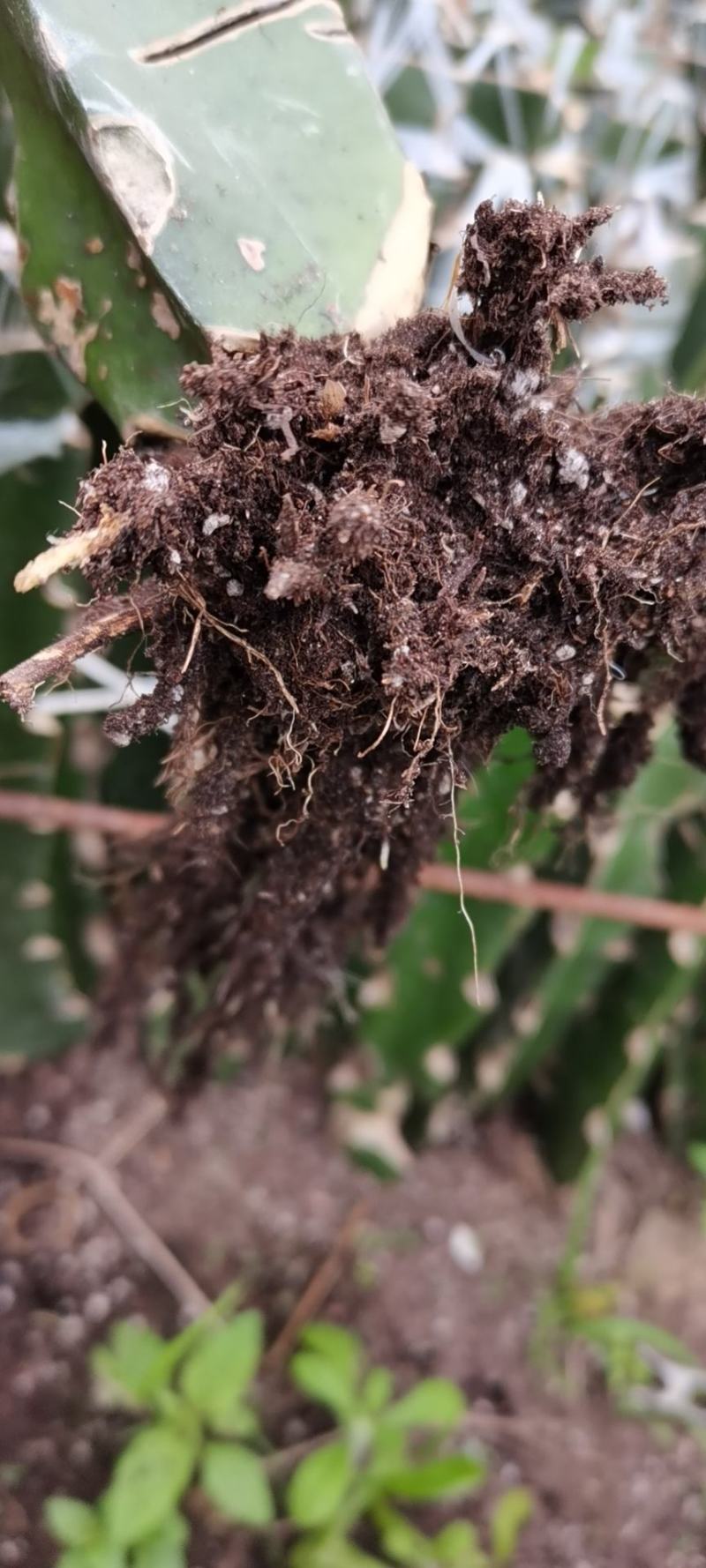 红龙红皮燕窝火龙果苗红心火龙果苗盆栽南方种植果树苗
