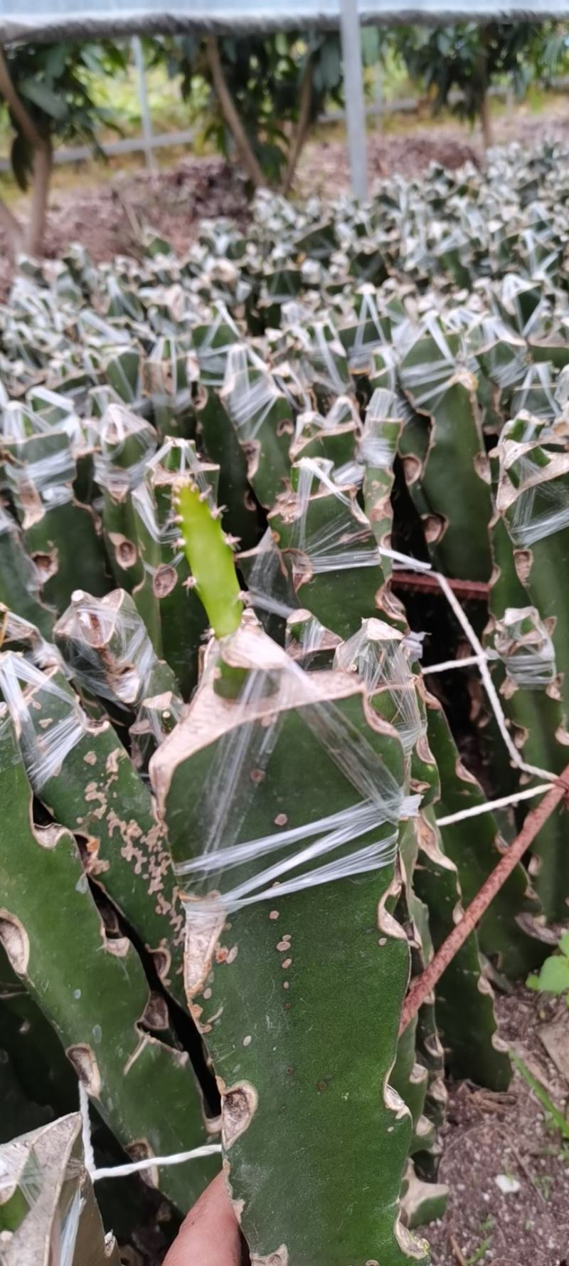 红龙红皮燕窝火龙果苗红心火龙果苗盆栽南方种植果树苗