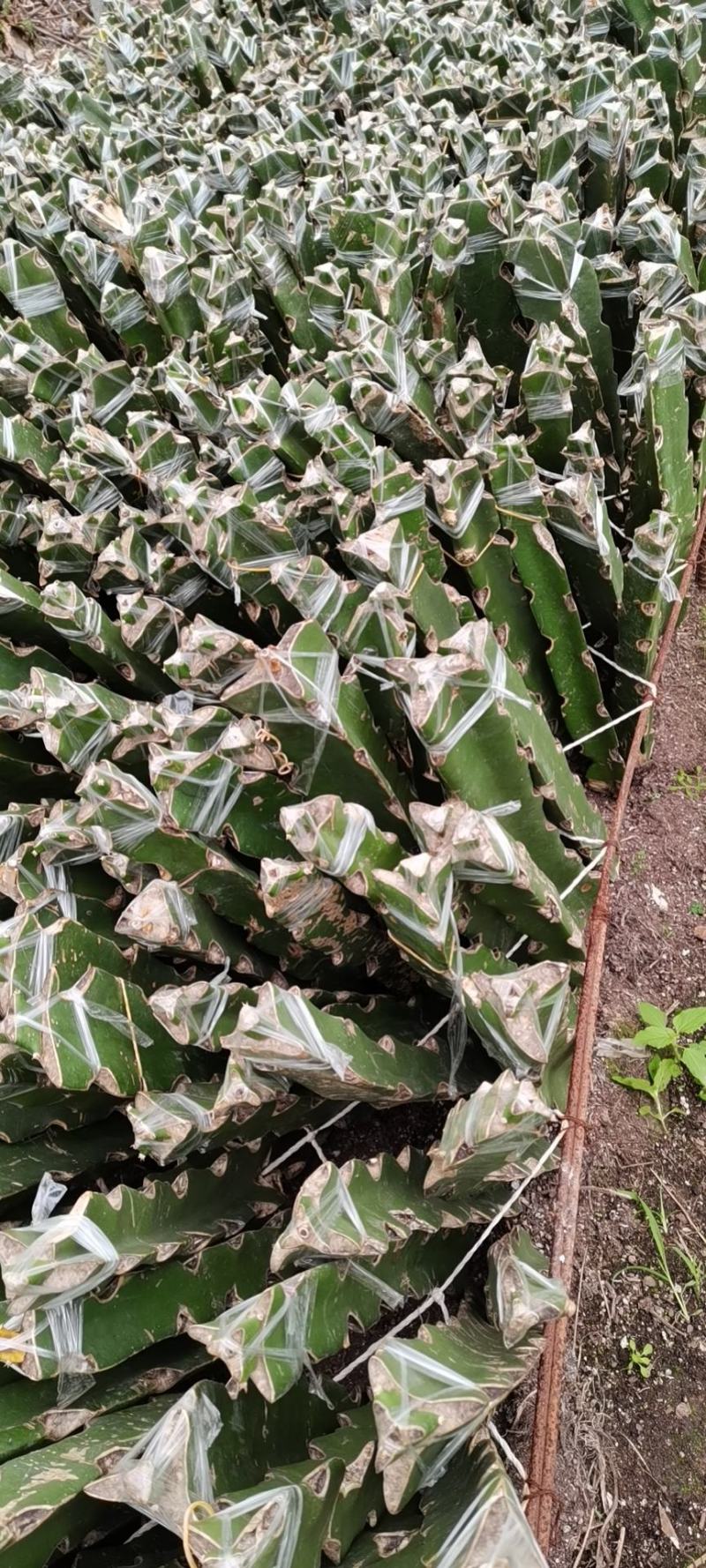 红龙红皮燕窝火龙果苗红心火龙果苗盆栽南方种植果树苗