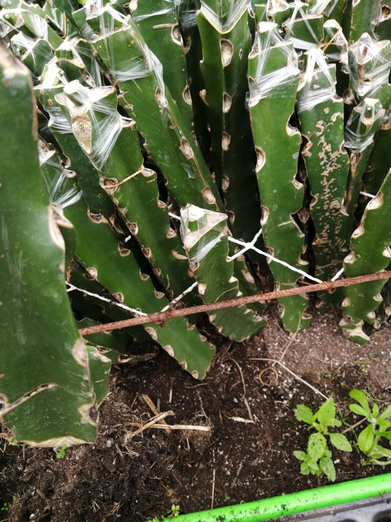 红龙红皮燕窝火龙果苗红心火龙果苗盆栽南方种植果树苗
