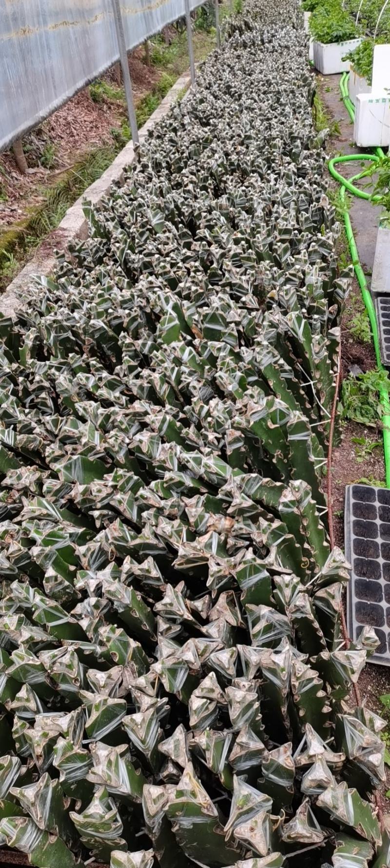 红龙红皮燕窝火龙果苗红心火龙果苗盆栽南方种植果树苗