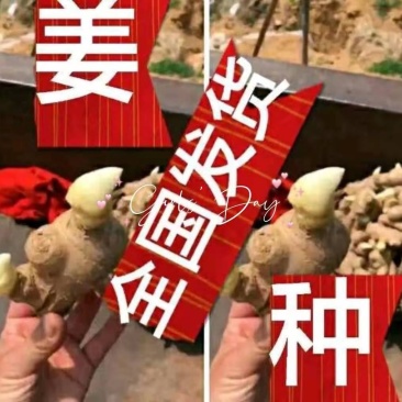 大黄姜【368高产王姜种】脱毒抗病专业技术指导全国发货