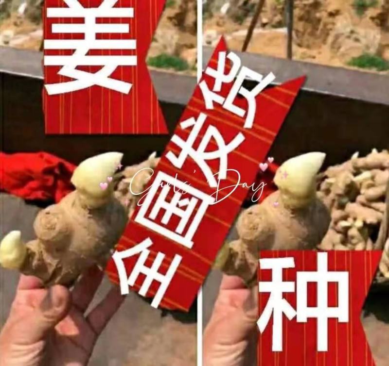 大黄姜【368高产王姜种】脱毒抗病专业技术指导全国发货