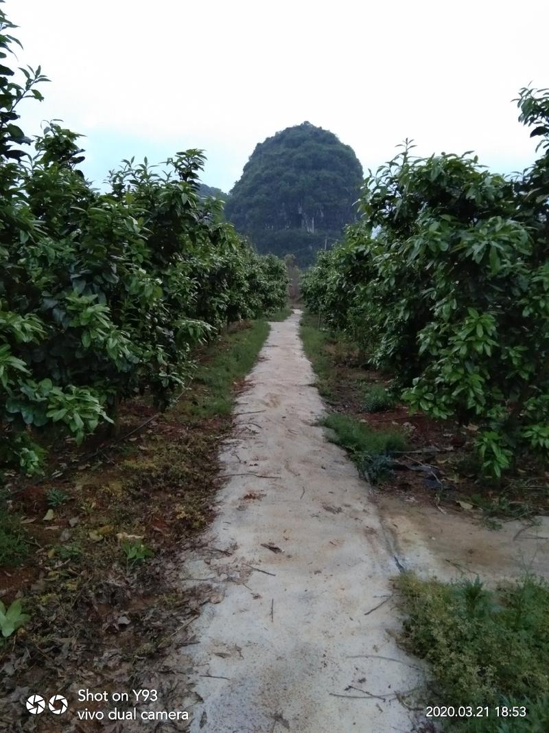 阳朔县三红蜜柚树，3-6公分大，带土球发货
